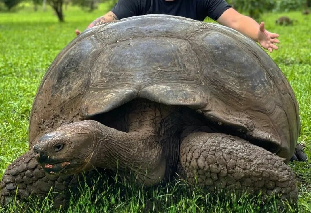 Galápagos Tortoise