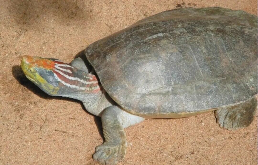 Wetland turtles in Nepal