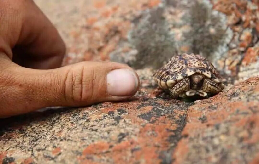 Speckled Padloper Tortoise