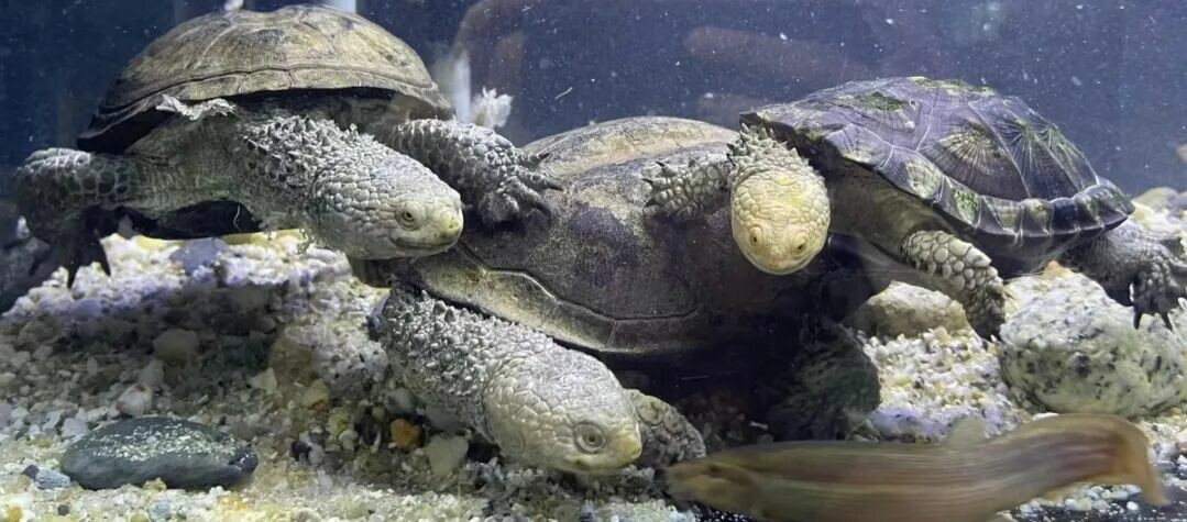 Black Spiny-necked Swamp Turtle