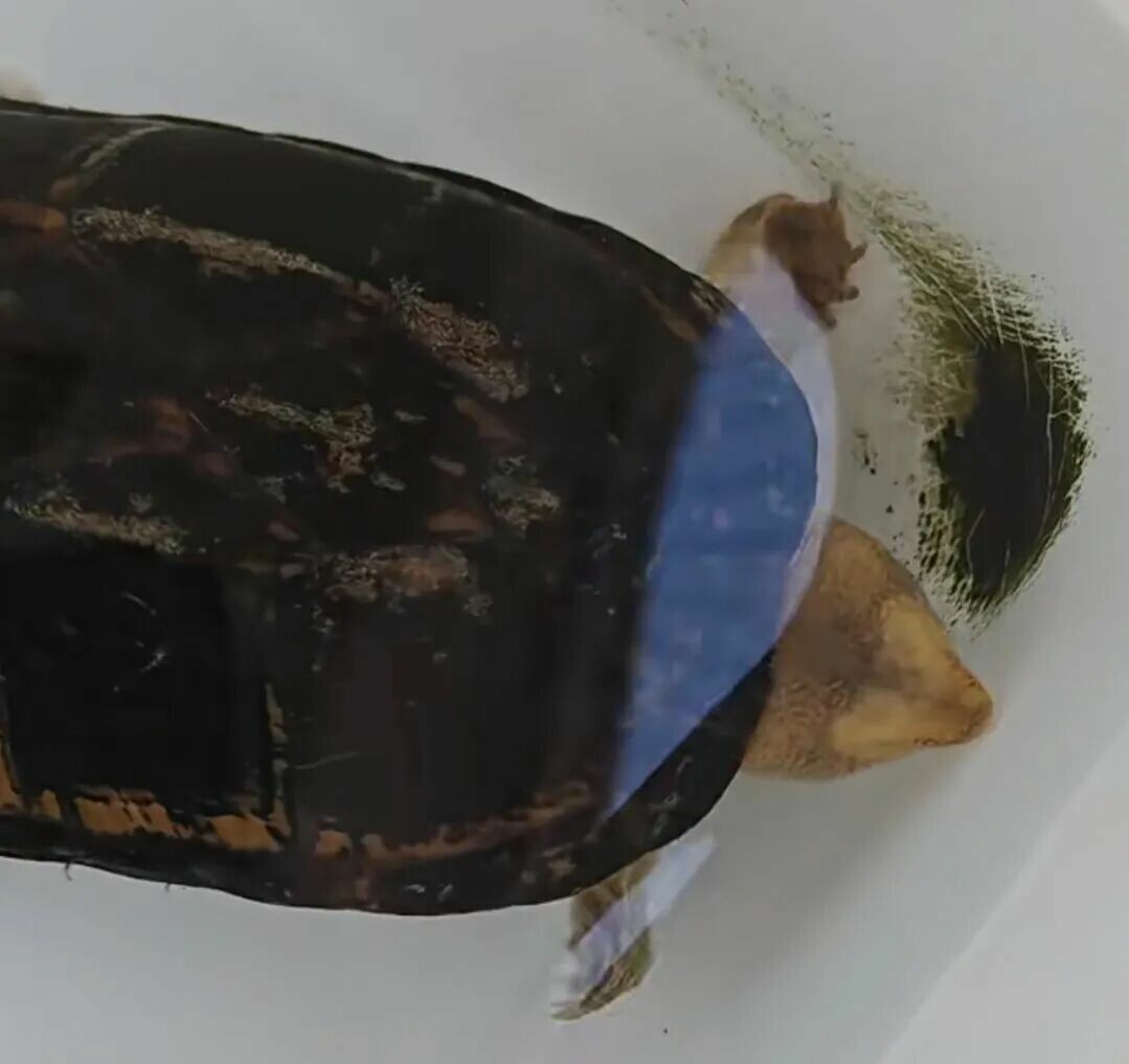 Scorpion Mud Turtle