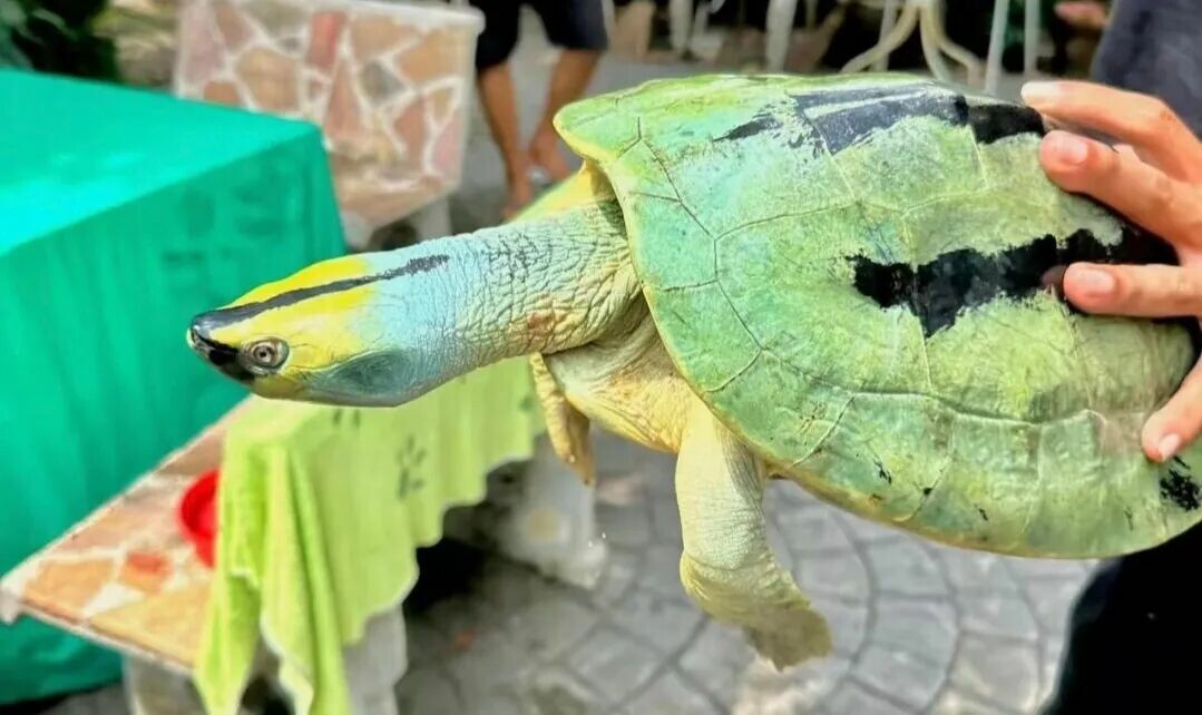 Global Ranking of Turtle and Tortoise Species Diversity by Country: USA Tops with 88 Species, Where Does China Rank?