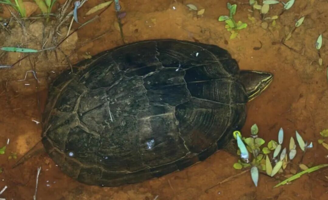 Vietnamese Pond Turtle