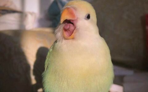 ボタンインコの長所と短所を徹底解説：なぜ「初心者におすすめ」なのに「破壊魔」なのか？