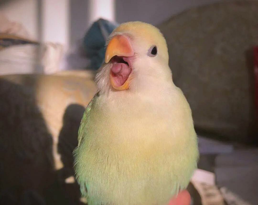 品种知识