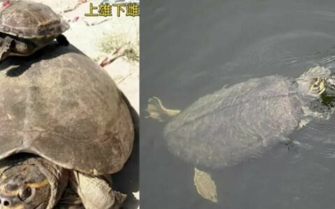 母龟比公龟大原因是什么？揭秘 10 种公母体型差异巨大的龟类
