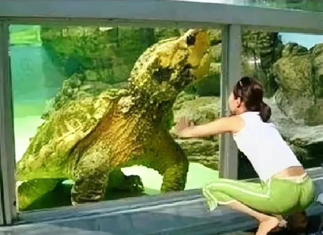 メスのカメがオスより大きい理由とは？雌雄の体格差が巨大なカメ 10 種を大公開