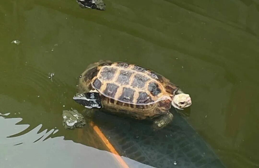 中国原生のカメ・スッポン類の種数トップ 10:34 省の分布全覧、広西チワン族自治区が 18 種で全国トップ