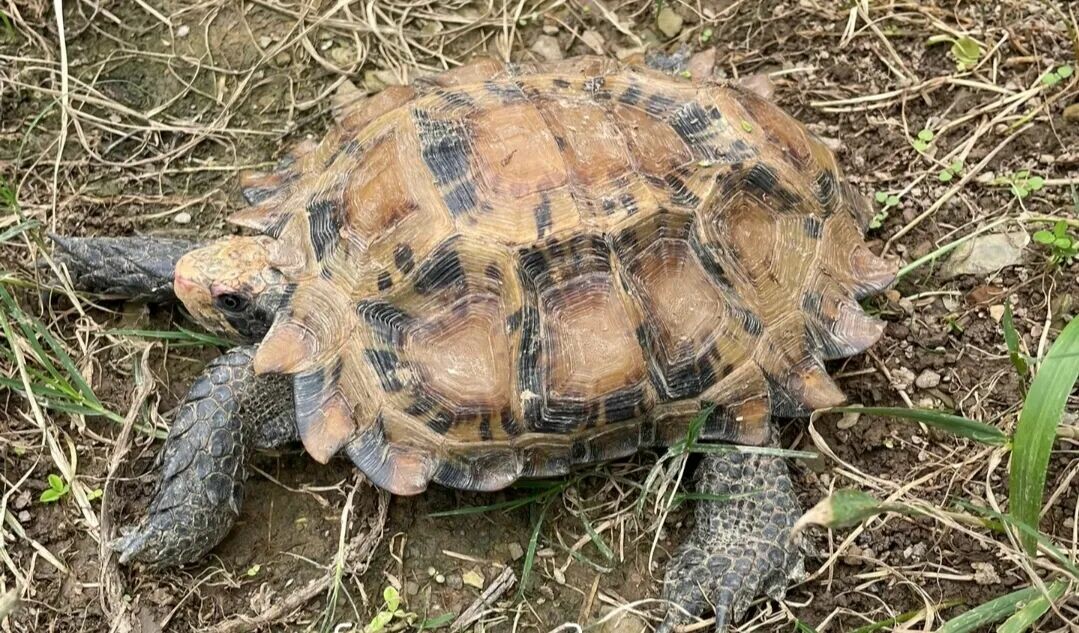 中国原生のカメ・スッポン類の種数トップ 10:34 省の分布全覧、広西チワン族自治区が 18 種で全国トップ