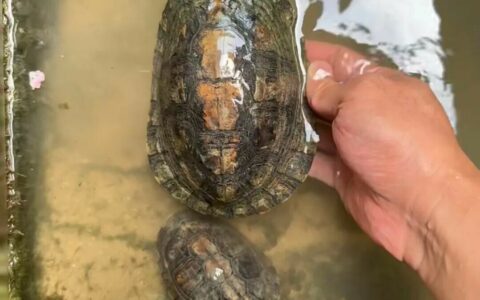 Top 10 Native Turtle Species Counts in China: A 34-Province Distribution Overview, Guangxi Leads the Country with 18 Species