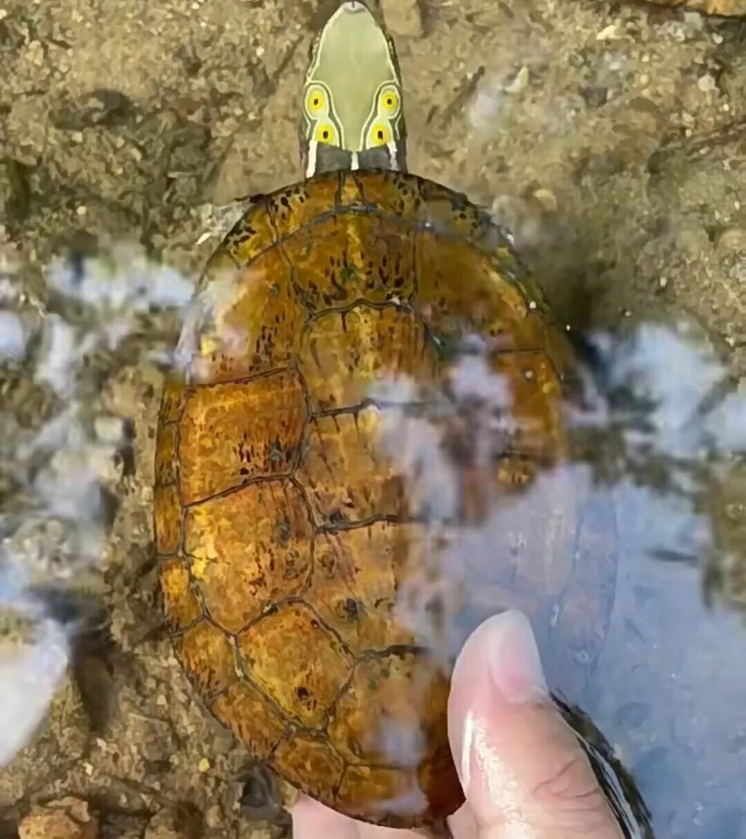 中国原生のカメ・スッポン類の種数トップ 10:34 省の分布全覧、広西チワン族自治区が 18 種で全国トップ