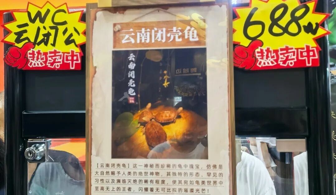 Top 10 Native Turtle Species Counts in China: A 34-Province Distribution Overview, Guangxi Leads the Country with 18 Species