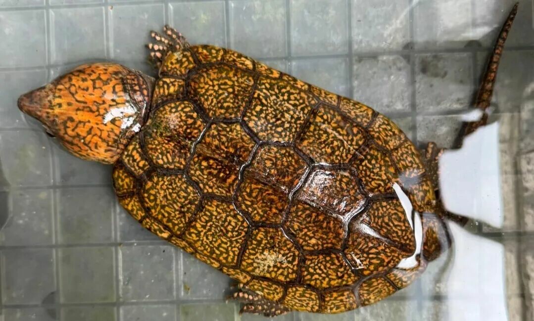 中国原生のカメ・スッポン類の種数トップ 10:34 省の分布全覧、広西チワン族自治区が 18 種で全国トップ