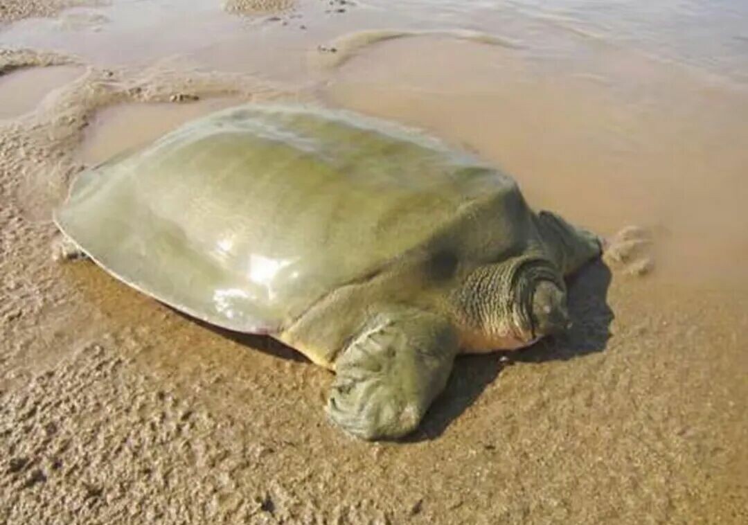 中国原生のカメ・スッポン類の種数トップ 10:34 省の分布全覧、広西チワン族自治区が 18 種で全国トップ