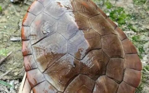 男生女生养龟种类推荐：鳄龟还是圆澳？根据饲主性格挑选宠物龟
