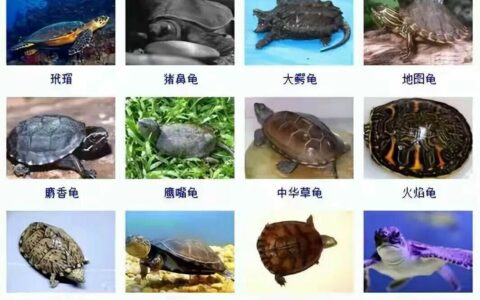 乌龟品种目录大全及图片：300 种水龟与半水栖龟品种图鉴