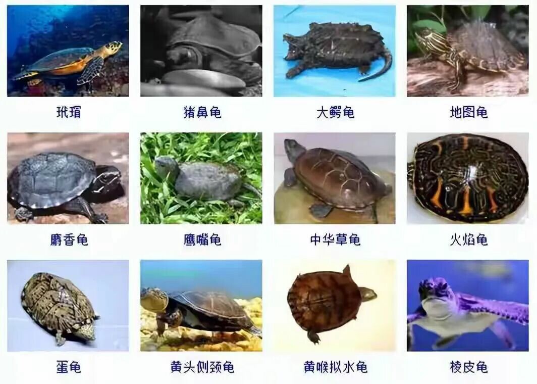 乌龟品种目录大全及图片:300 种水龟与半水栖龟品种图鉴