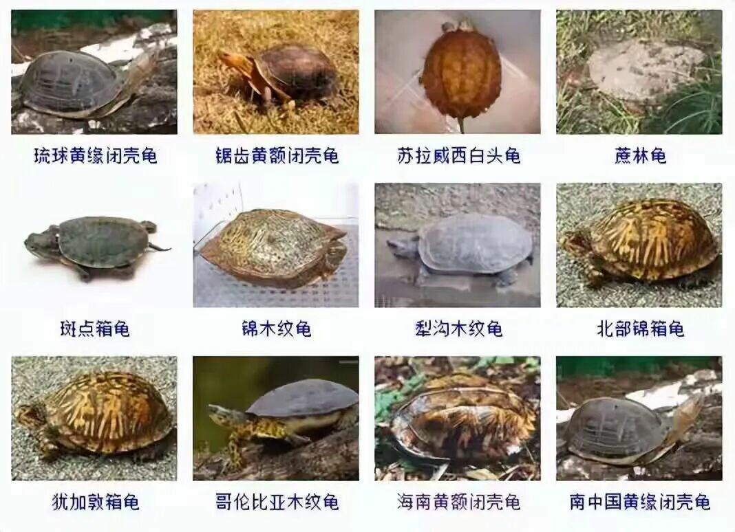カメの品種目録大全及び写真:300 種の水棲ガメと半水棲ガメの品種図鑑