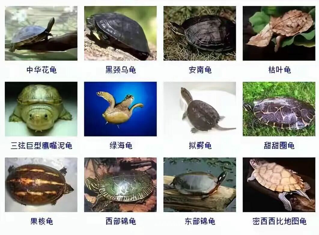 乌龟品种目录大全及图片:300 种水龟与半水栖龟品种图鉴