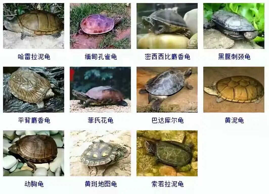 カメの品種目録大全及び写真:300 種の水棲ガメと半水棲ガメの品種図鑑