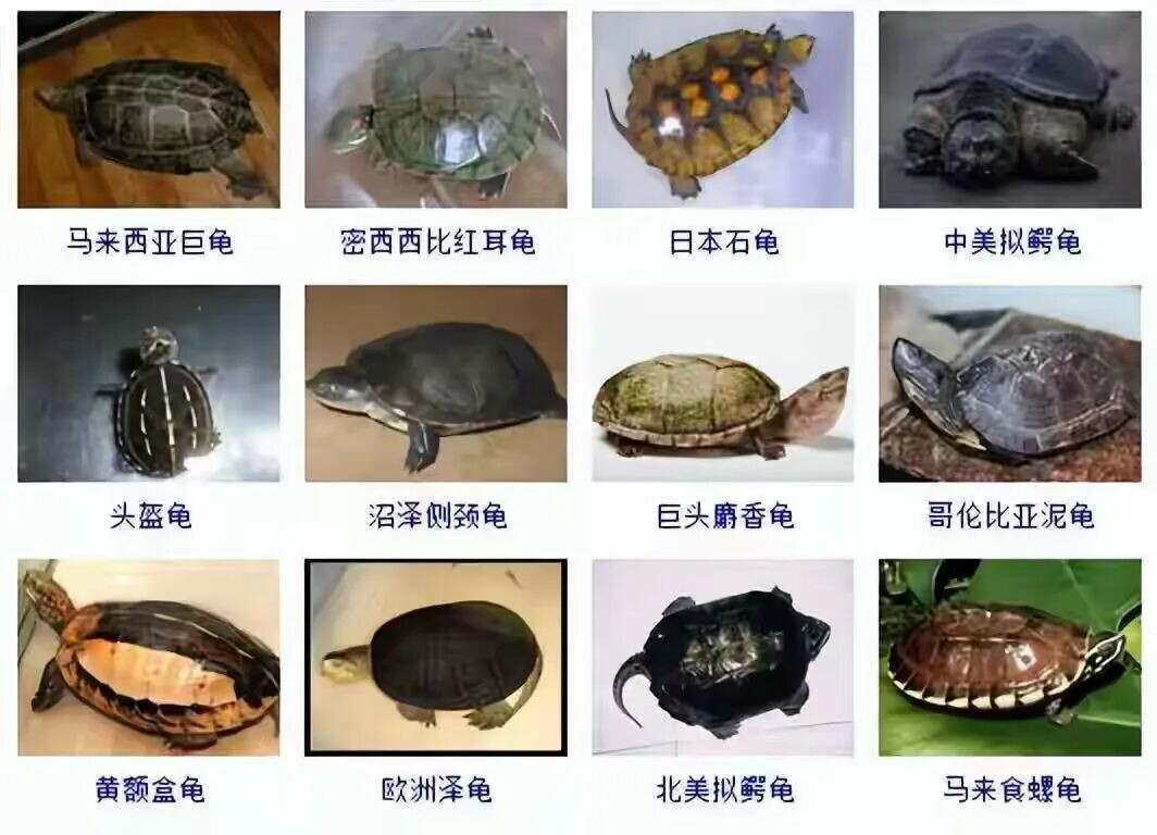 乌龟品种目录大全及图片:300 种水龟与半水栖龟品种图鉴