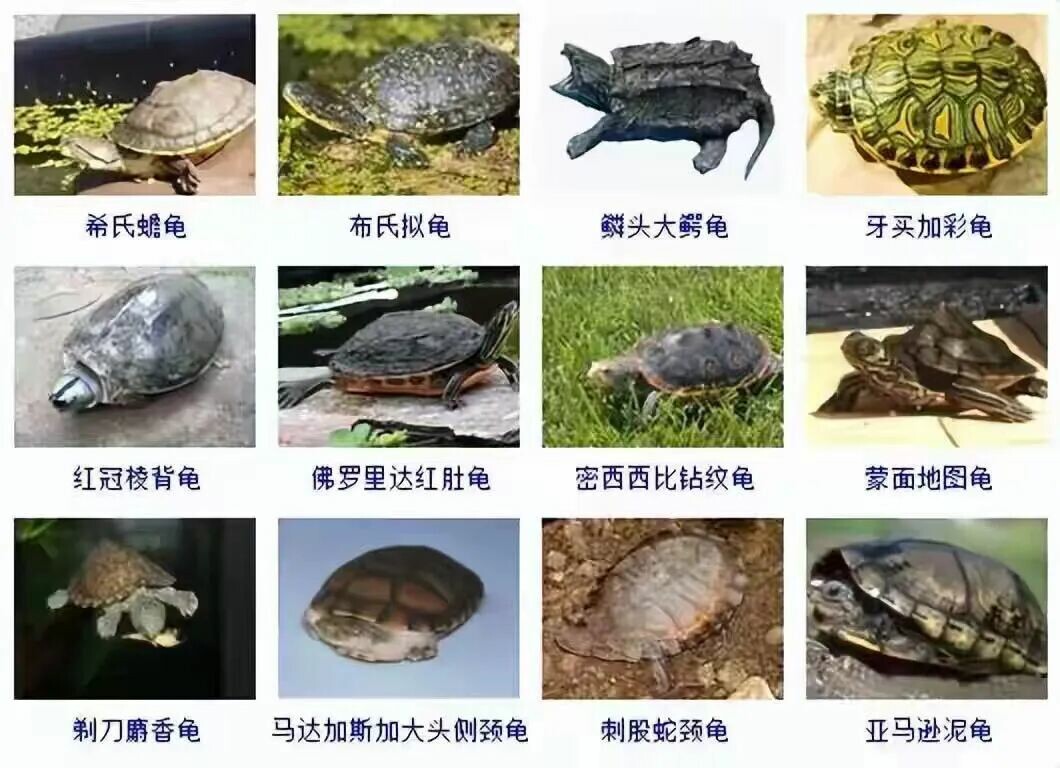 カメの品種目録大全及び写真:300 種の水棲ガメと半水棲ガメの品種図鑑
