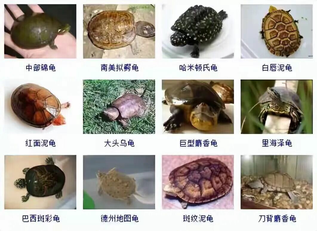 カメの品種目録大全及び写真:300 種の水棲ガメと半水棲ガメの品種図鑑