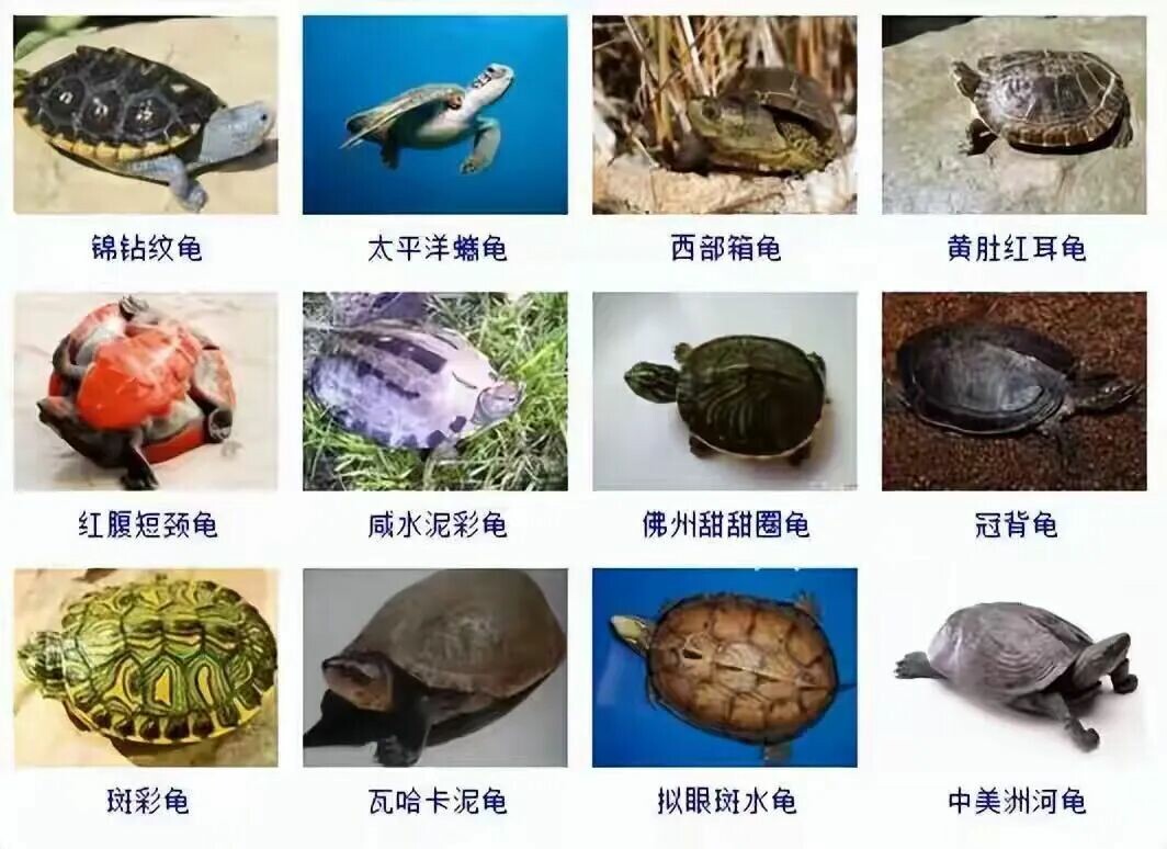 カメの品種目録大全及び写真:300 種の水棲ガメと半水棲ガメの品種図鑑