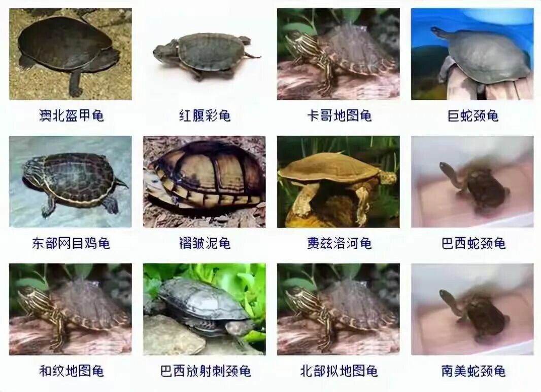 カメの品種目録大全及び写真:300 種の水棲ガメと半水棲ガメの品種図鑑