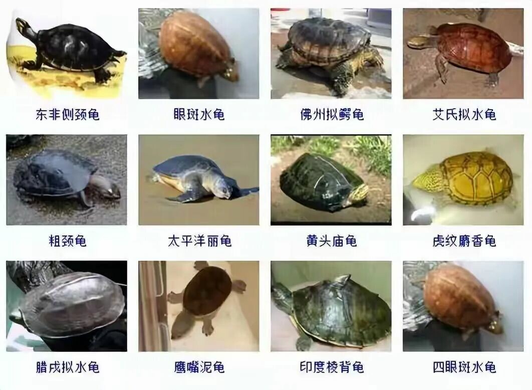 乌龟品种目录大全及图片：300 种水龟与半水栖龟品种图鉴
