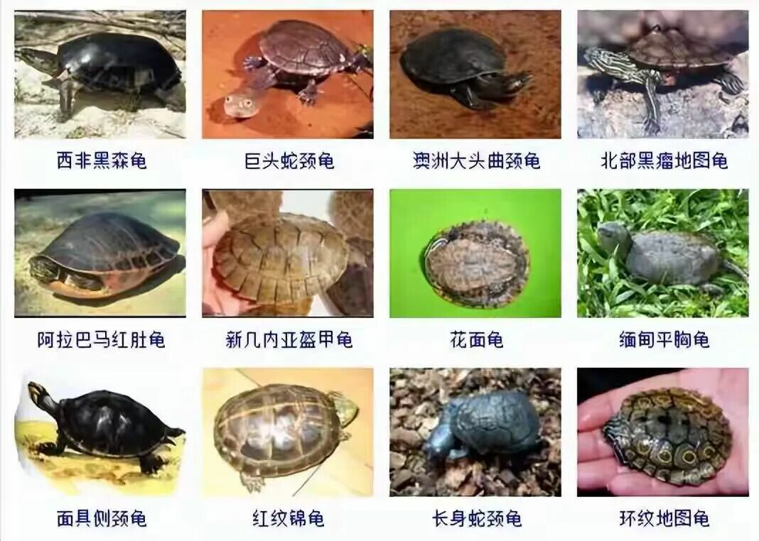 カメの品種目録大全及び写真:300 種の水棲ガメと半水棲ガメの品種図鑑