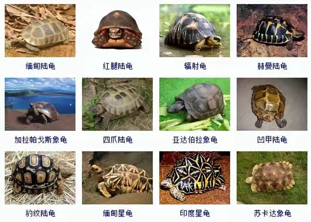 カメの品種目録大全及び写真:300 種の水棲ガメと半水棲ガメの品種図鑑