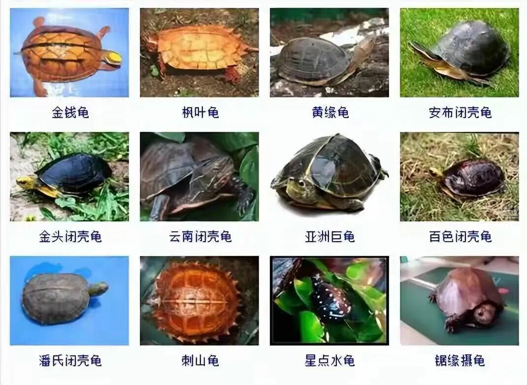 カメの品種目録大全及び写真:300 種の水棲ガメと半水棲ガメの品種図鑑