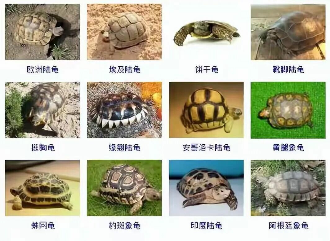 カメの品種目録大全及び写真:300 種の水棲ガメと半水棲ガメの品種図鑑