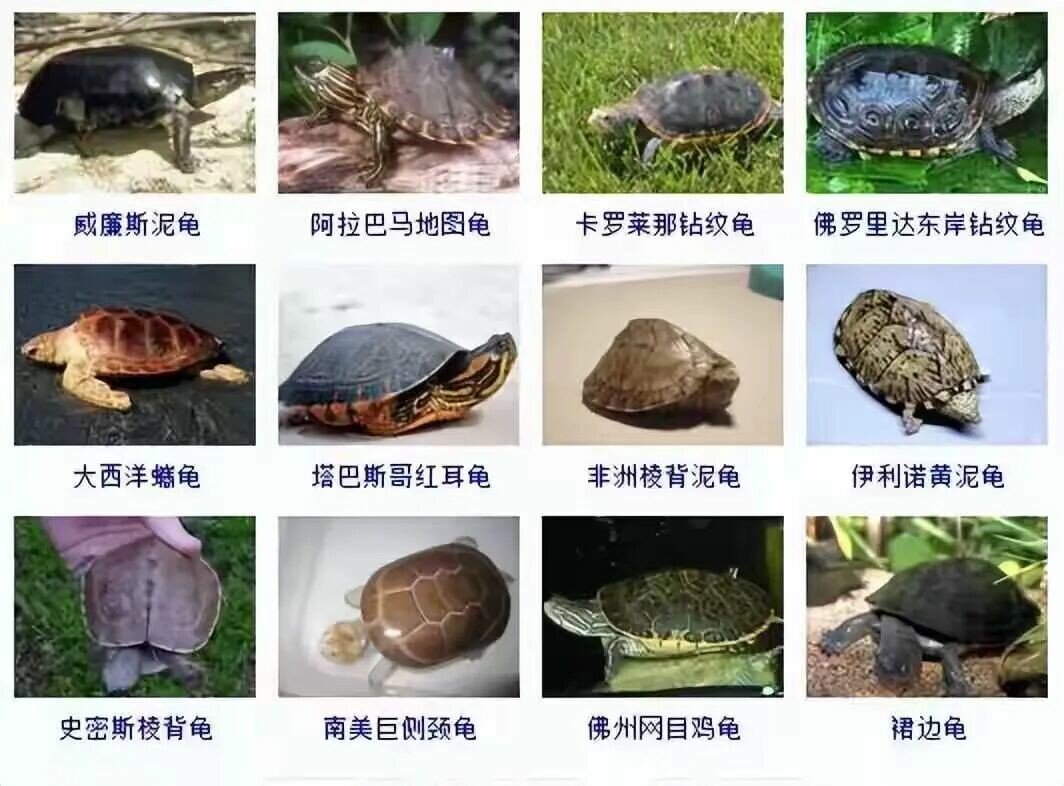 カメの品種目録大全及び写真:300 種の水棲ガメと半水棲ガメの品種図鑑