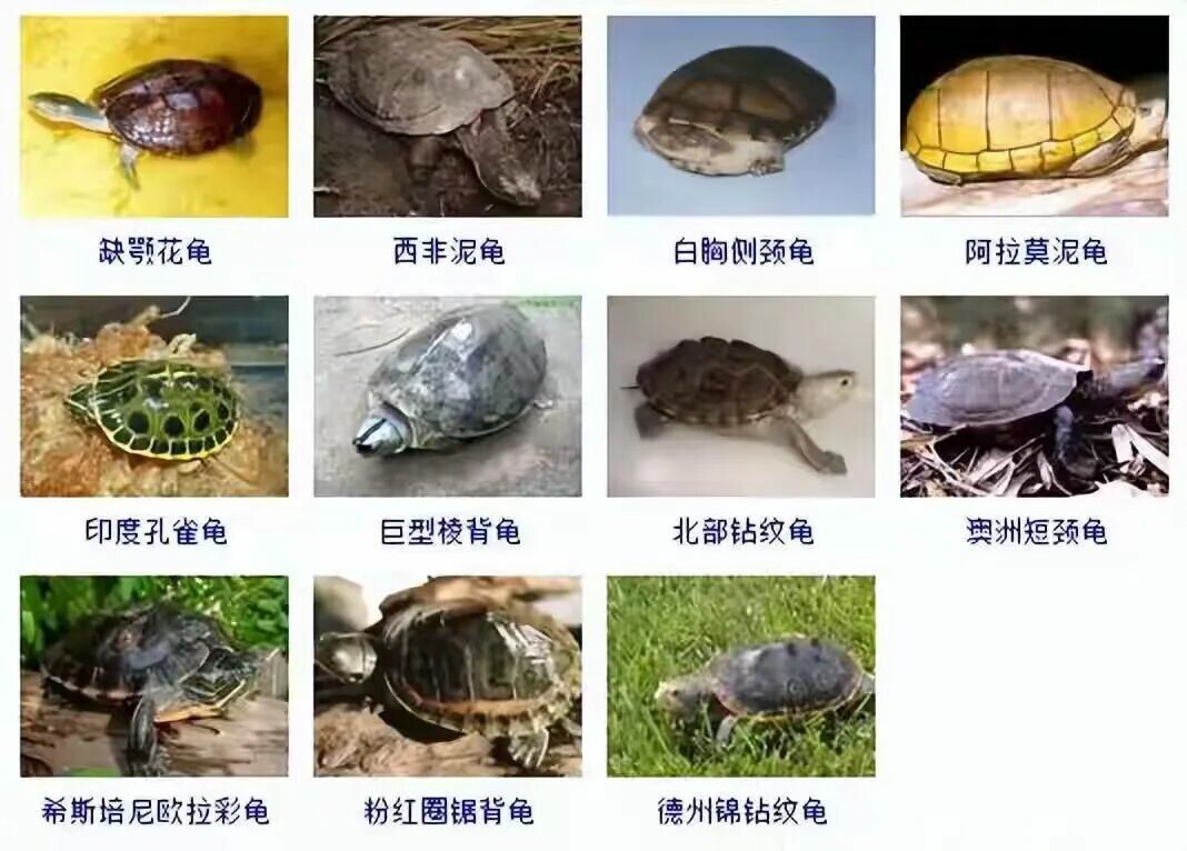 カメの品種目録大全及び写真:300 種の水棲ガメと半水棲ガメの品種図鑑