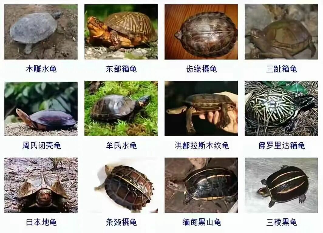 カメの品種目録大全及び写真:300 種の水棲ガメと半水棲ガメの品種図鑑