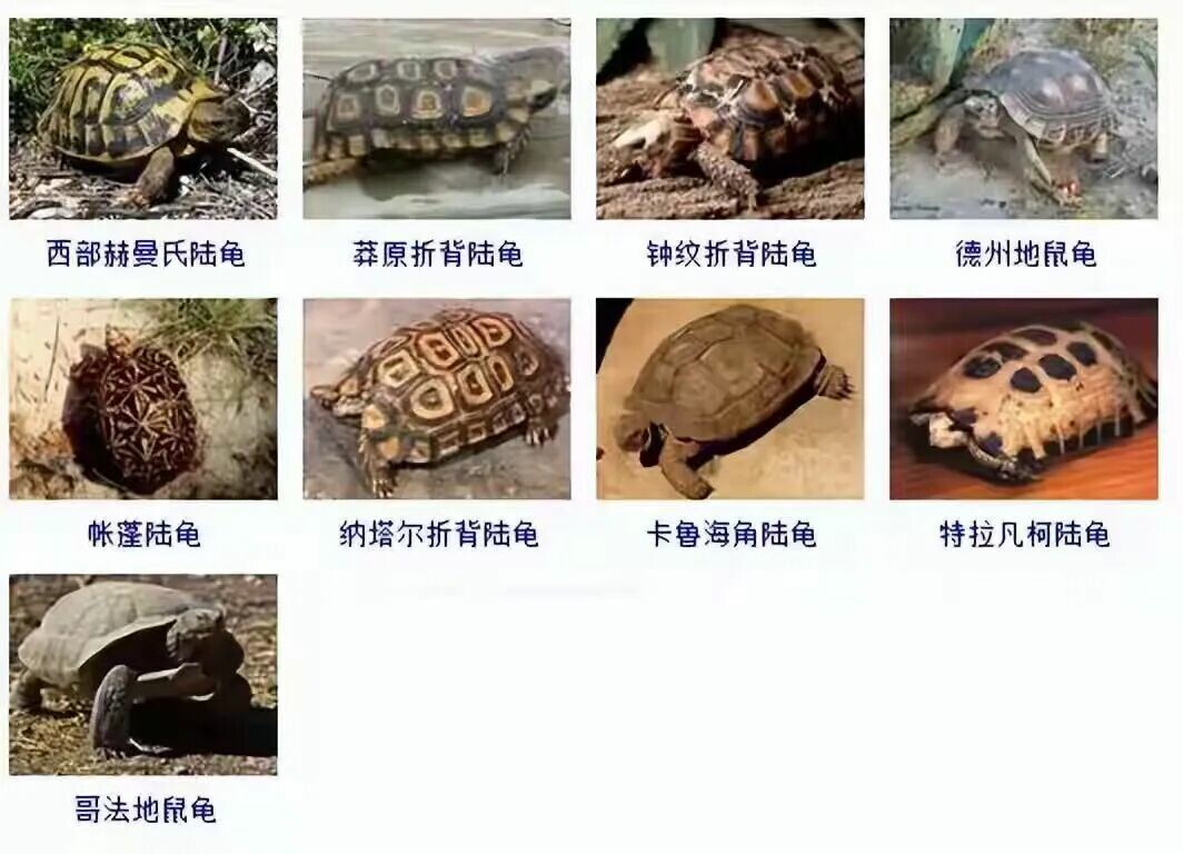 カメの品種目録大全及び写真:300 種の水棲ガメと半水棲ガメの品種図鑑