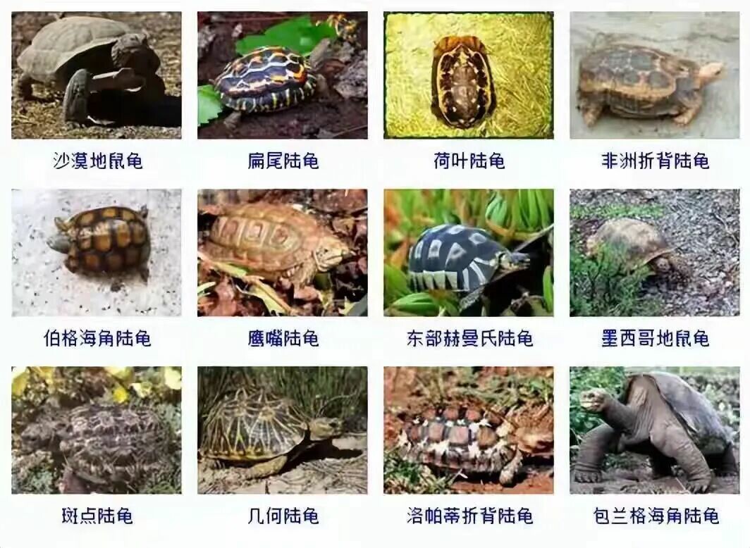 カメの品種目録大全及び写真:300 種の水棲ガメと半水棲ガメの品種図鑑