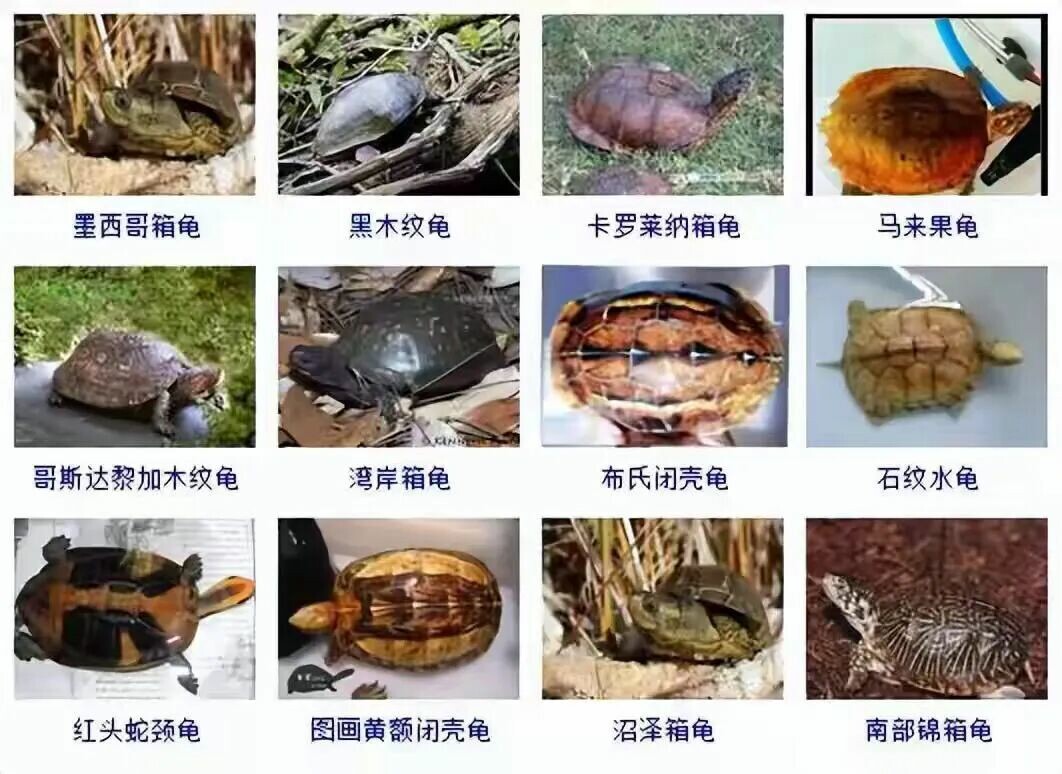 カメの品種目録大全及び写真:300 種の水棲ガメと半水棲ガメの品種図鑑