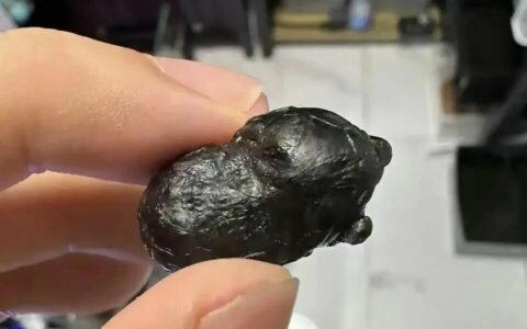 买龟蛋的风险大吗？揭秘网购龟蛋的隐形陷阱