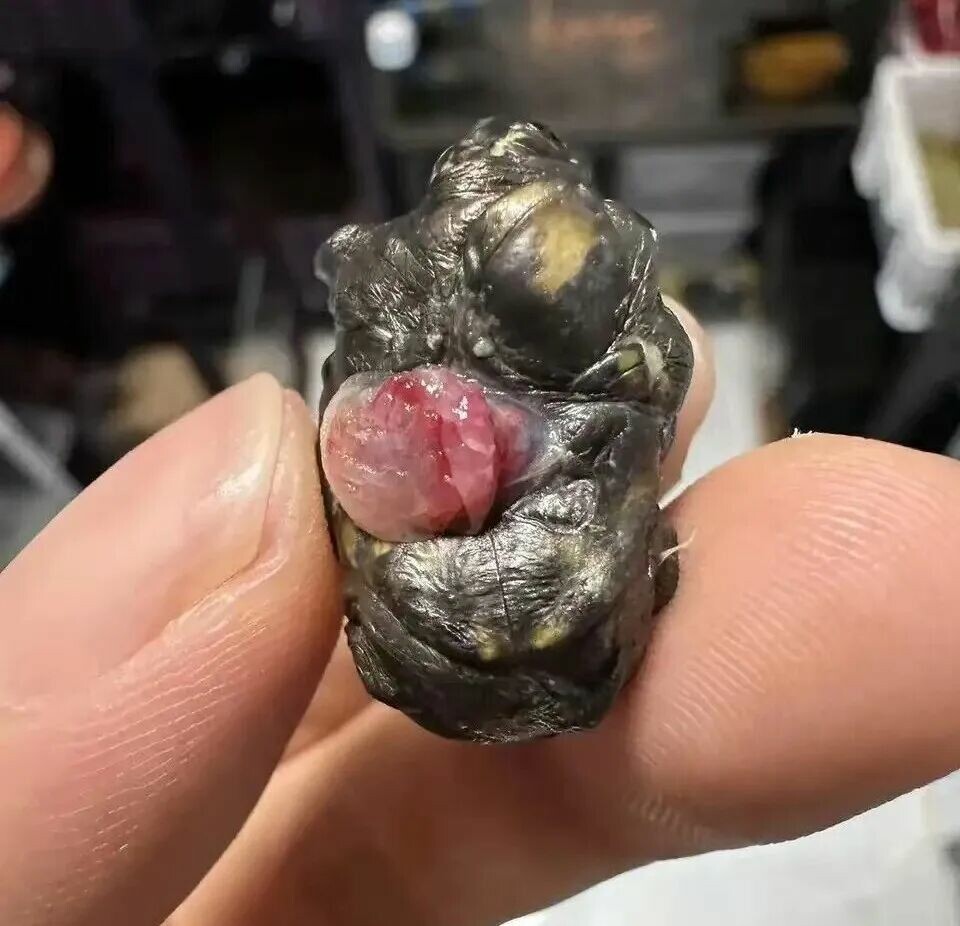 买龟蛋的风险大吗?揭秘网购龟蛋的隐形陷阱