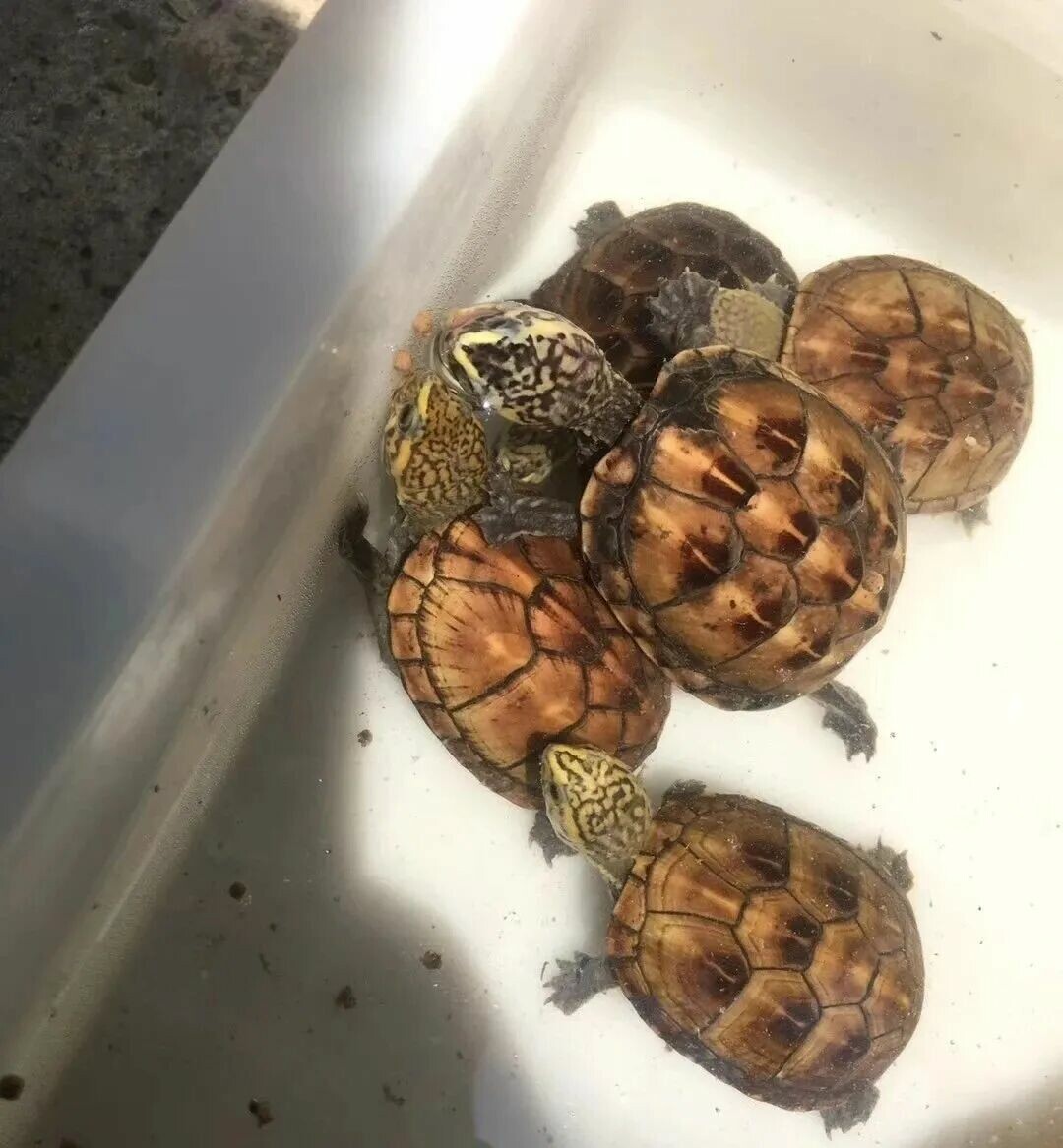 买龟蛋的风险大吗?揭秘网购龟蛋的隐形陷阱