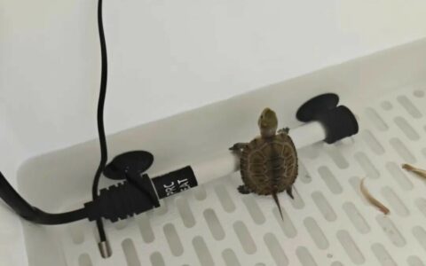 The Correct Method for Gut Clearing Before Turtle Hibernation: What Are the Consequences of Not Clearing?