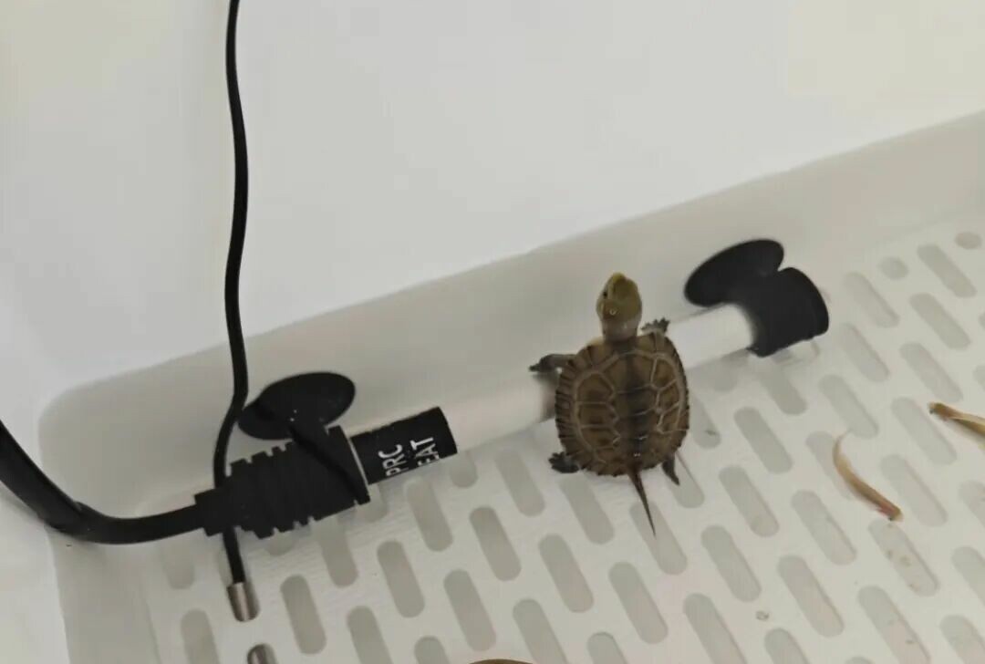 Photo inspiration: Cricket Gut Loading For Young Turtles Reference: The Correct Method For Gut Clearing Before Turtle Hibernation What