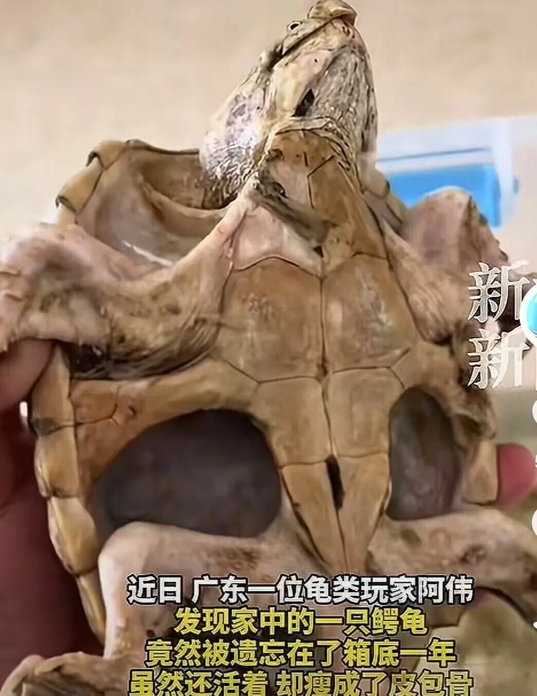 Will a turtle die if not fed for a long time? Returning home after two months of quarantine, a 16-year-old turtle starved to death