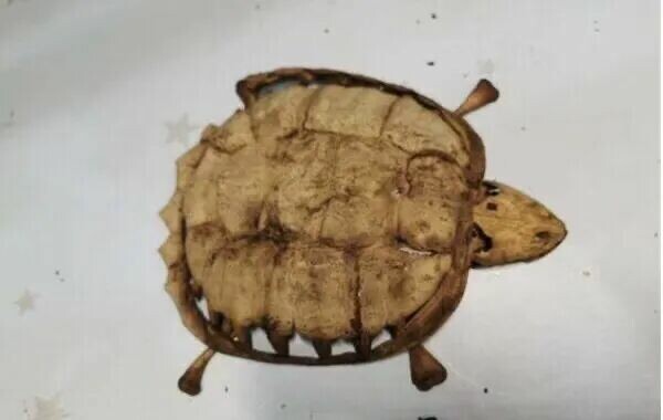 Will a turtle die if not fed for a long time? Returning home after two months of quarantine, a 16-year-old turtle starved to death