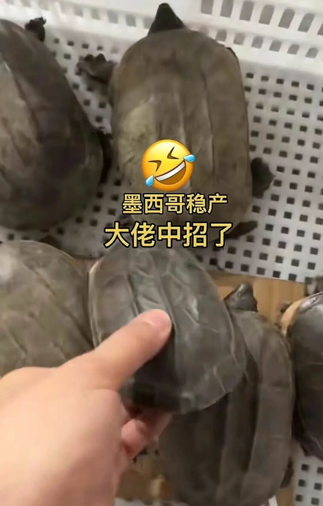 如何辨别墨西哥蛋龟种龟？揭秘亚成体冒充陷阱，买龟避坑必备指南