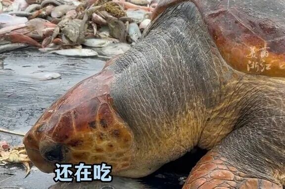 红海龟是几级保护动物？渔民捕获 300 斤巨龟，教科书式处理