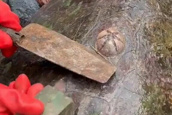 红海龟是几级保护动物?渔民捕获 300 斤巨龟,教科书式处理